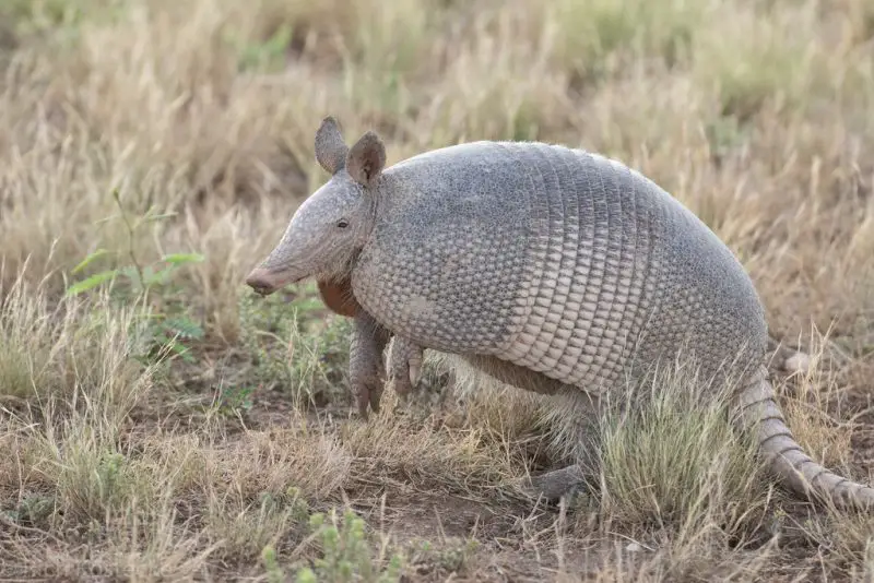 Armadillos in Oklahoma