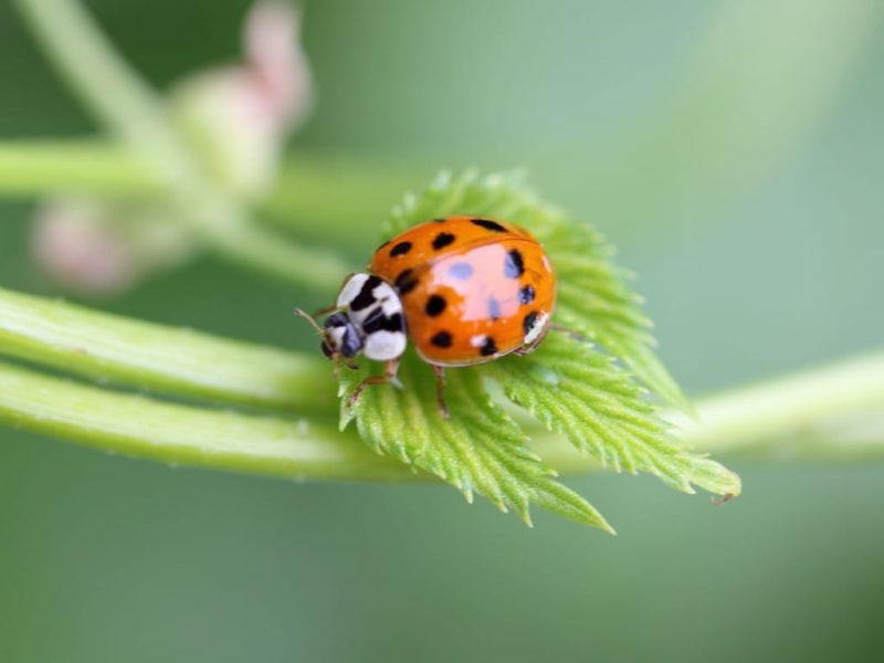 Types of Beetle Insects
