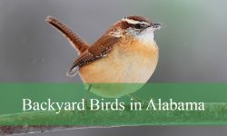 40 Backyard Birds in Alabama (With Pictures and Identification)