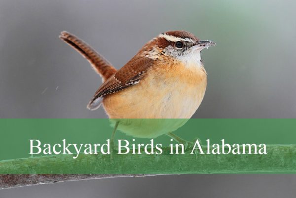 Backyard Birds in Alabama
