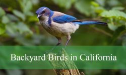 35 Backyard Birds in California (With Pictures and Identification)