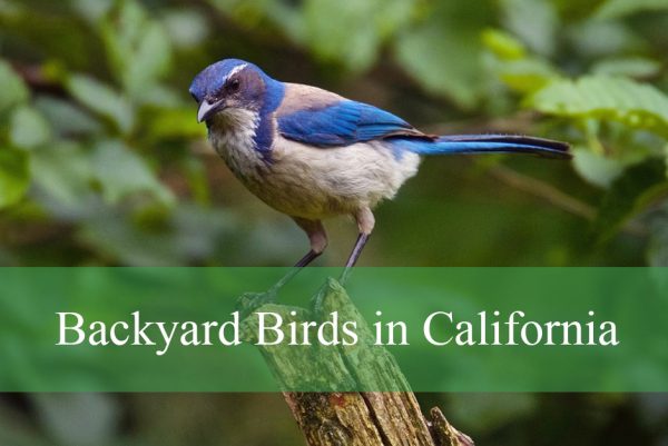 Backyard Birds in California
