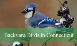 40 Backyard Birds in Connecticut (With Pictures and Identification)