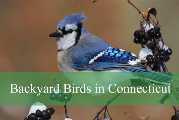 Backyard Birds in Connecticut