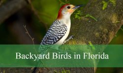 25 Backyard Birds in Florida (With Pictures and Identification)