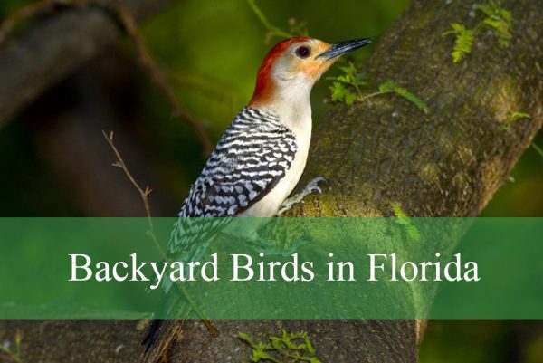 Backyard Birds in Florida