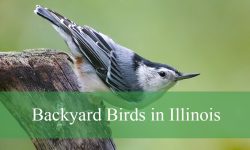 26 Backyard Birds in Illinois (With Pictures and Identification)