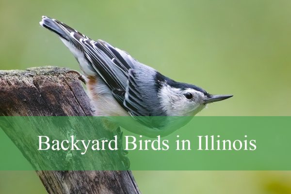Backyard Birds in Illinois