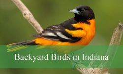 35 Backyard Birds in Indiana (With Pictures and Identification)