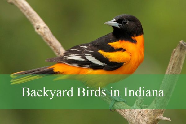 Backyard Birds in Indiana