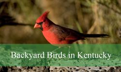 30 Backyard Birds in Kentucky (With Pictures and Identification)