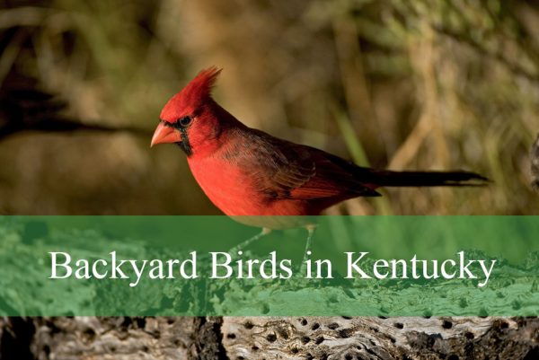 Backyard Birds in Kentucky