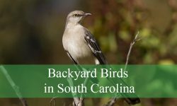 35 Backyard Birds in South Carolina (Pictures and Identification)