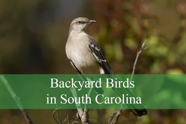 Backyard Birds in South Carolina