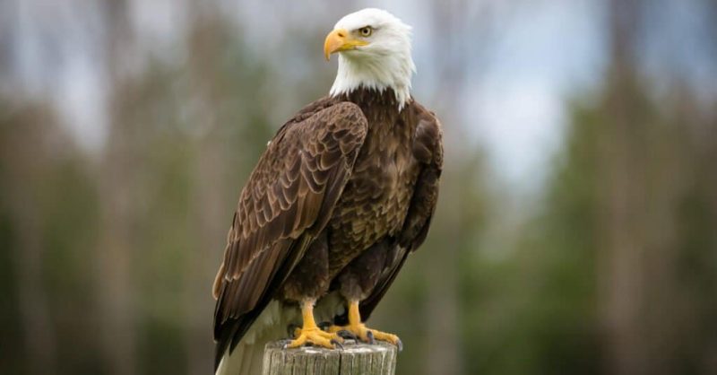 Eagles in Kentucky