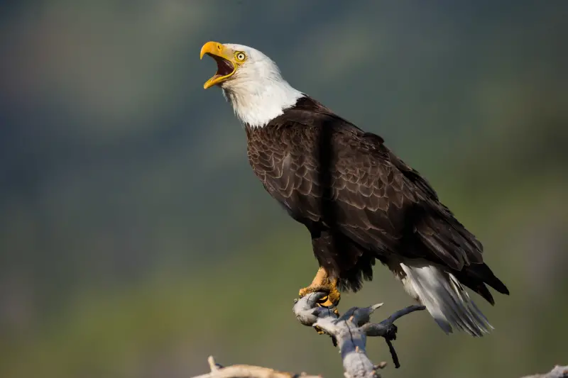 Eagles in Las Vegas