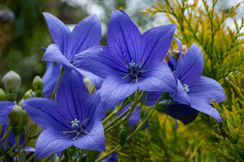 Flowers That Bloom in Autumn