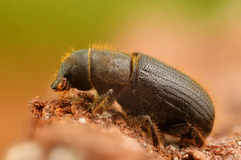 Types of Beetle Insects