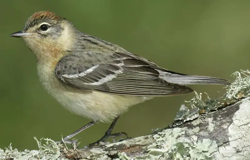 Warblers in Georgia