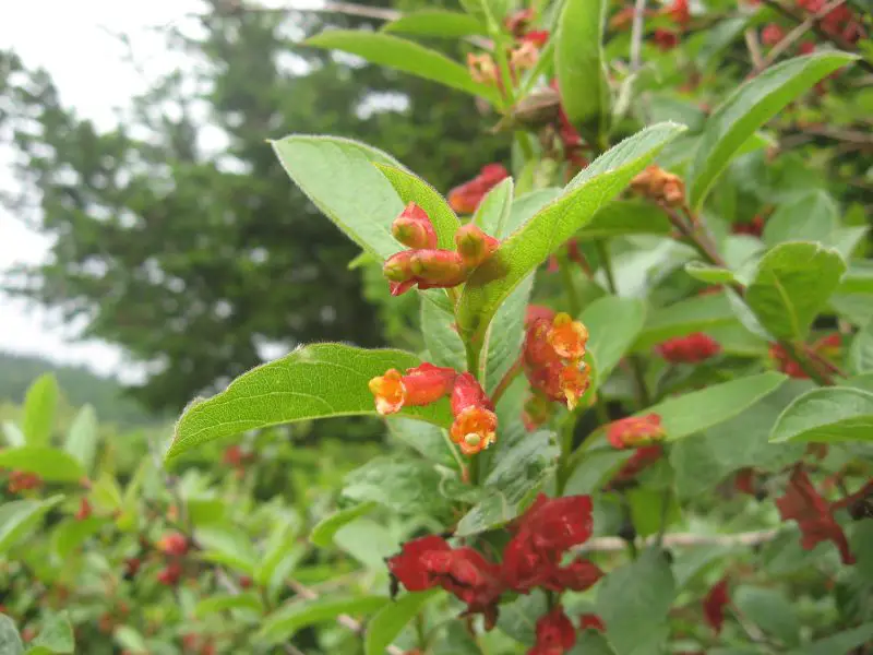 Types of Honeysuckle Plants