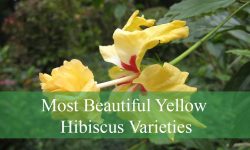 15 Most Beautiful Yellow Hibiscus Varieties (With Pictures)