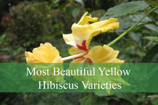 Beautiful Yellow Hibiscus Varieties