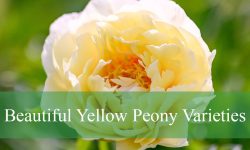 37 Stunning Yellow Peonies (With Pictures and Identification)