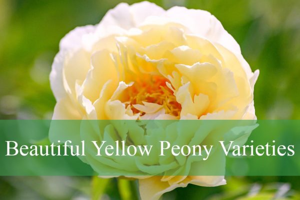 Beautiful Yellow Peony Varieties