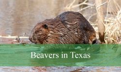 The Secret Life of Beavers in Texas Rivers and Lakes