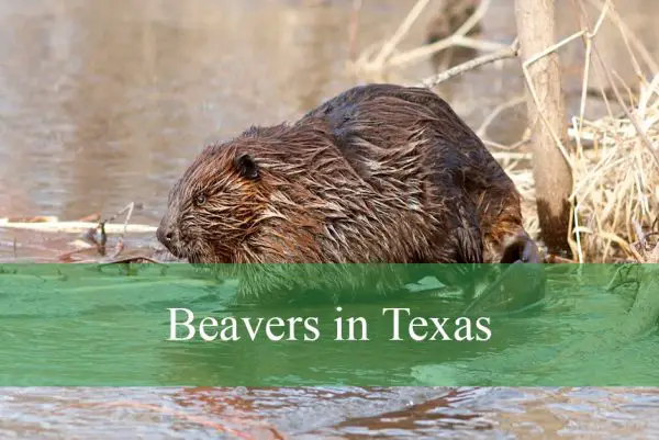 Beavers in Texas