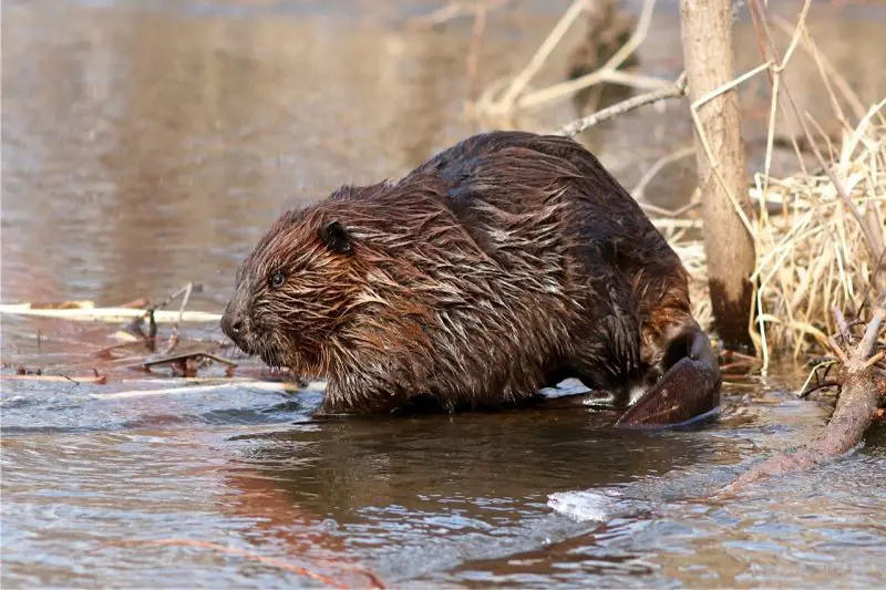 Beavers in Texas