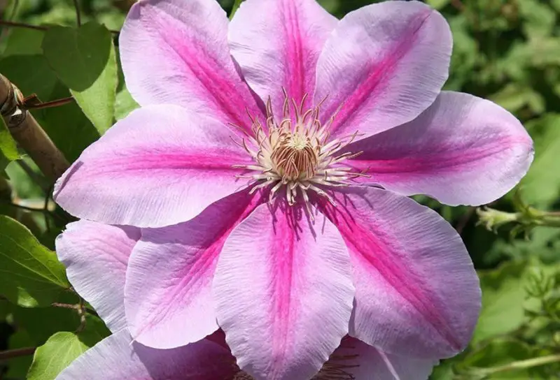 Types of Clematis Plants