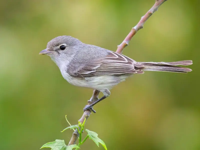 Summer Birds of Kansas