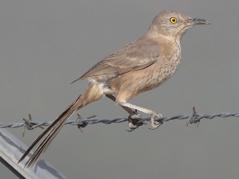 Desert Birds of West Texas