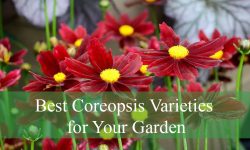 20 Best Coreopsis Varieties for Your Garden (With Pictures)