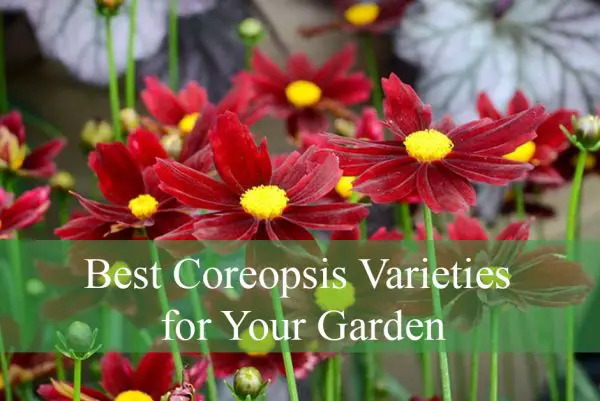 Best Coreopsis Varieties for Your Garden