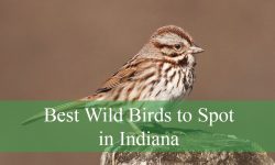 25 Best Wild Birds to Spot in Indiana (Pictures and Identification)