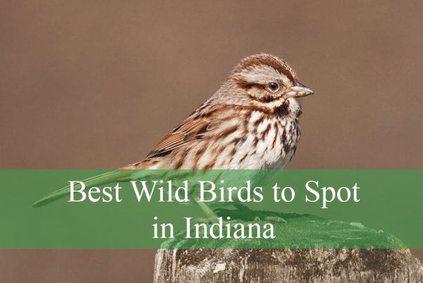 Best Wild Birds to Spot in Indiana