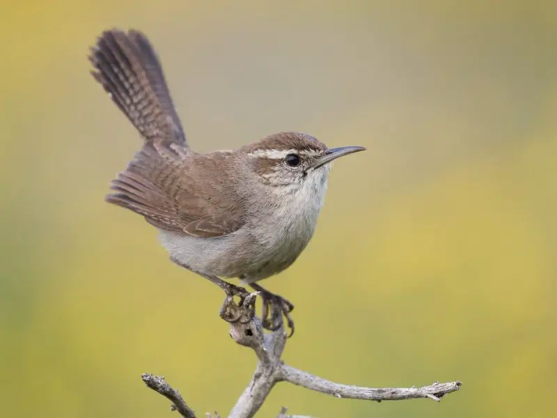 Backyard Birds in California