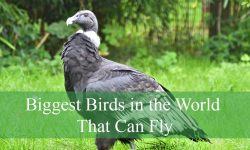5 Types of Biggest Birds in the World That Can Fly (With Pictures)
