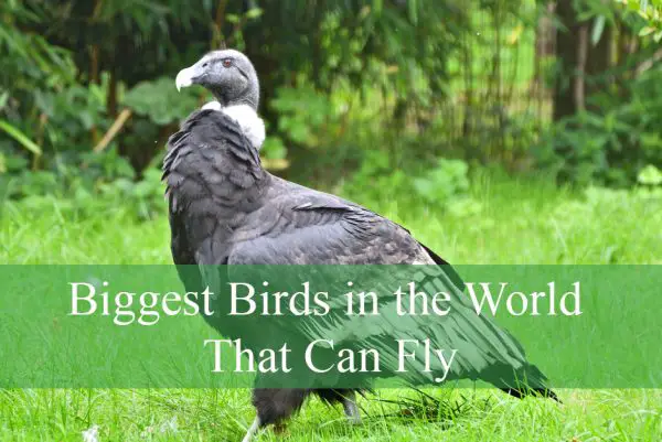 Biggest Birds in the World That Can Fly