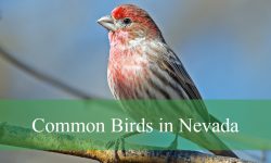 35 Common Birds in Nevada (With Pictures and Identification)