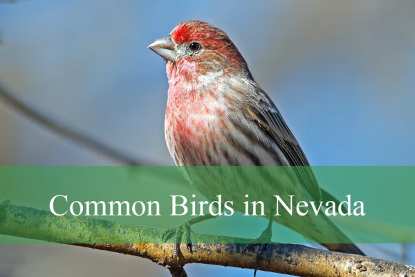 Birds in Nevada