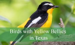 24 Birds with Yellow Bellies in Texas (Pictures and Identification)