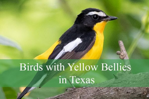 Birds with Yellow Bellies in Texas