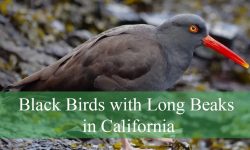 20 Black Birds with Long Beaks in California (With Pictures)