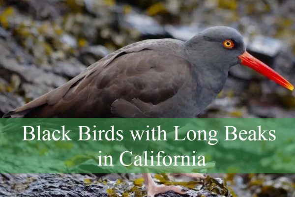 Black Birds with Long Beaks in California