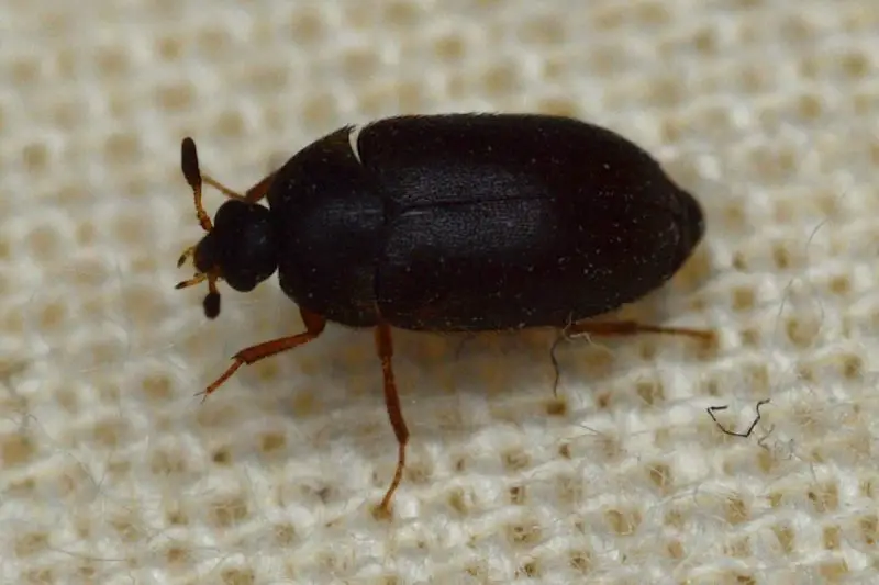 Types of Beetle Insects