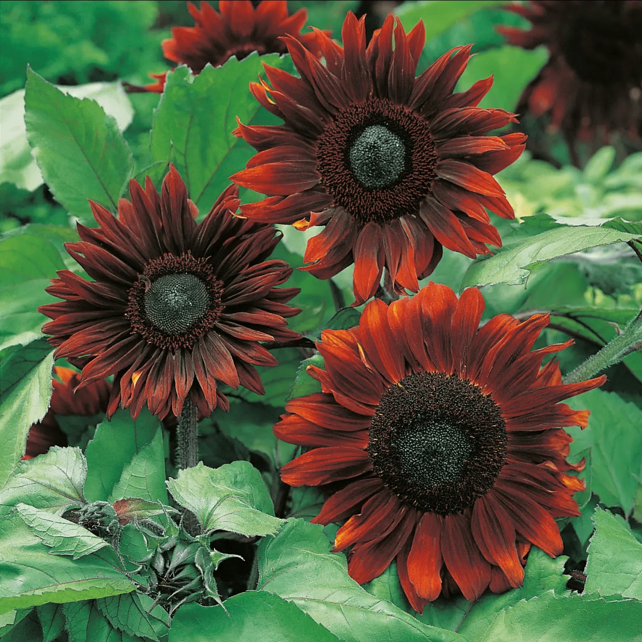 Purple Sunflowers