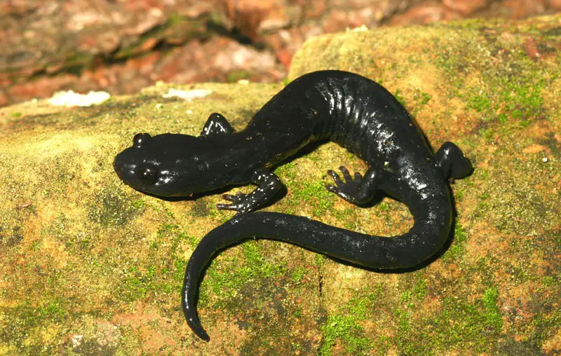 Salamanders in Oregon